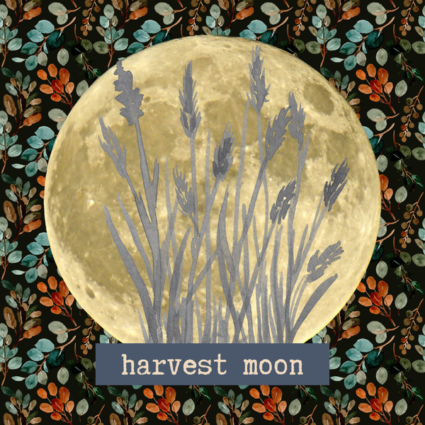 8"x8" Fine Art Print/Harvest Moon (shipping price included)